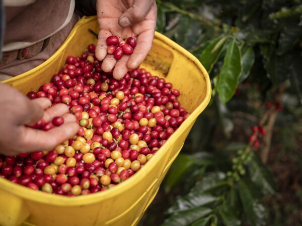 Café no mundo: Os países produtores e as suas particularidades