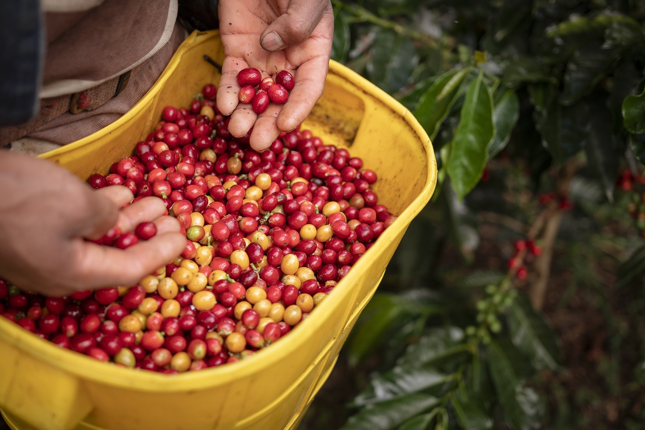 Café no mundo: Os países produtores e as suas particularidades