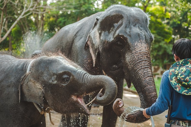 elefante agua cafe black ivory cafés mais caros do mundo